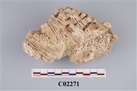 藏品(珊瑚化石)的圖片